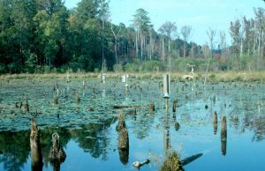 TWE pond, October 1992-February 1996